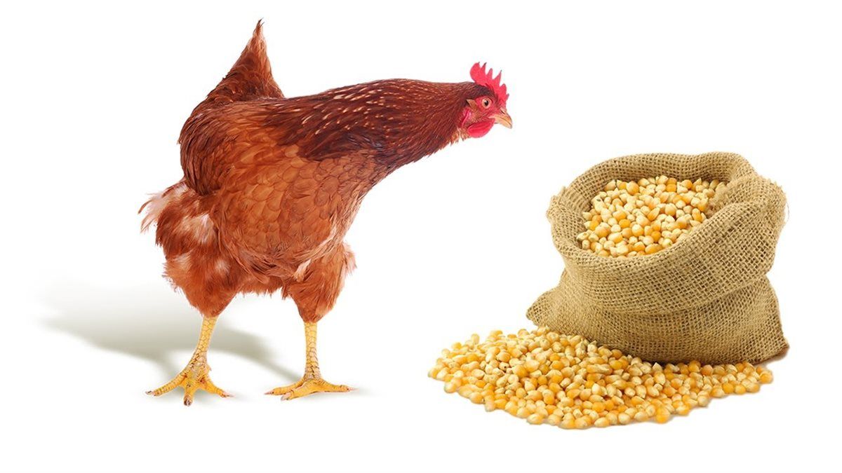 أسعار الأعلاف والحبوب اليوم في الأسواق، فيتو