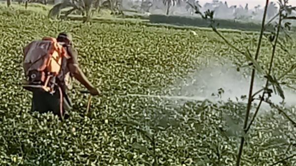 تنظيم 36 ندوة إرشادية، حصاد "زراعة الفيوم" خلال يونيو