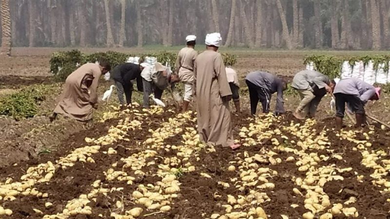 البطاطس