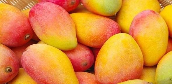 أسعار المانجو اليوم في الأسواق، فيتو