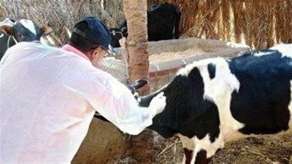 "الزراعة" تطلق غدا الحملة القومية الثانية لتحصين الماشية ضد الحمى القلاعية والوادي المتصدع