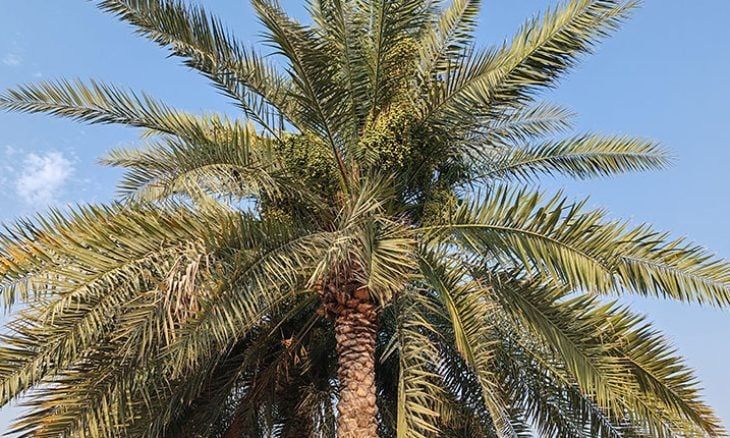 عريس البستان