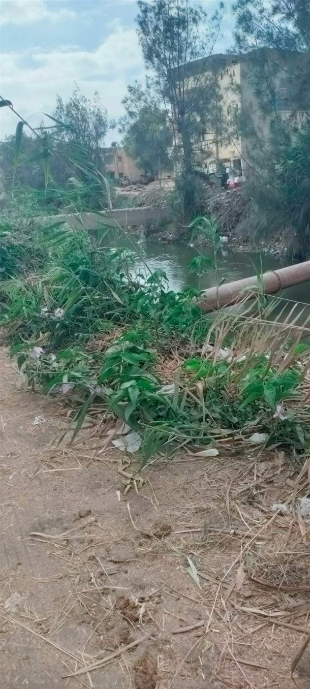  قرية مطاوع عيسى بالبحيرة