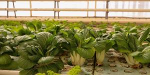 الزراعة المائية بالقصيم.. تقنيات تدعم الأمن الغذائي وتعزز الاستدامة