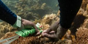 كيف أصبحت الشعاب المرجانية كنزا دوائيا؟ - ترند نيوز