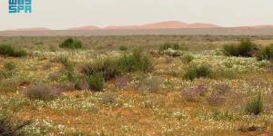 «الأربيان» يكسو رمال «لينة» بحلة ربيعية بيضاء - ترند نيوز