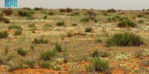 متنزه حلي البري بالقنفذة.. إعادة تأهيل نوعية تعيد تشكيل المشهد البيئي وتعزز جودة الحياة - ترند نيوز