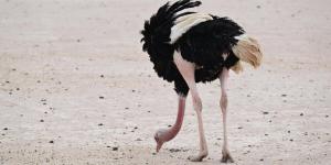 جولة الحياة البرية في الحجر بالعلا.. رحلة يكتشف من خلالها الزائر تناغم الطبيعة والحياة الفطرية - ترند نيوز