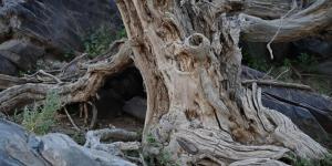 قرية الأراك بالعلا.. ارتباط تاريخي بزراعة شجر الأراك وإنتاج السواك - ترند نيوز