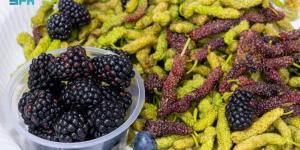 القصيم تشهد  تحولا في زراعة التوت 
ودورها في الأمن الغذائي - ترند نيوز