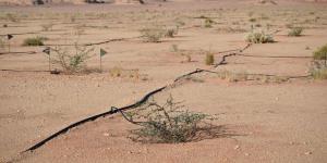 مشتل وبنك بذور العلا يعززان الاستعادة البيئية بأكثر من 500 نوع نباتي - ترند نيوز