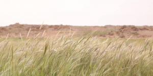 «سافانا الصحراء».. الصمعاء ترسم ملامح الحياة المتجددة وتعكس ثراء الغطاء النباتي - ترند نيوز