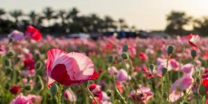 «الديدحان» يلون  صحاري الجوف بالأحمر ويعزز جاذبية الربيع الطبيعي - ترند نيوز