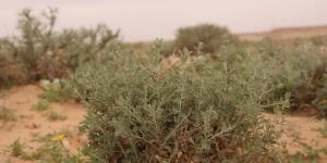 أم الأعشاب.. كنز بيئي متجدد يعزز تنوع الغطاء النباتي في براري رفحاء - ترند نيوز