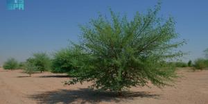 محمية الملك عبدالعزيز الملكية تؤهل +60% 
من أول مليون هكتار من أراضي الغطاء النباتي - ترند نيوز