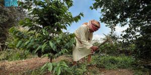 محصول البن في عسير يتجاوز 82 ألف كيلو ويتوسع زراعيا - ترند نيوز