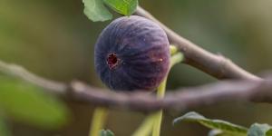 التين في جازان.. 
ثروة زراعية وفرص تحويلية تعزز القيمة الاقتصادية - ترند نيوز