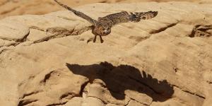 محمية شرعان الطبيعية في العلا تنتعش مع أمطار الربيع - ترند نيوز