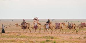 مسميات الإبل .. أرث لغوي يوثق مراحل نموها في الموروث العربي - ترند نيوز