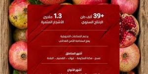 1.3 مليون شجرة رمان في المملكة تنتج 39.7 ألف طن خلال موسم الصيف - ترند نيوز