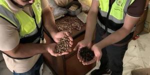 ضبط 600 كيلو بن مغشوش بنوى البلح ومنتهي الصلاحية في طنطا (صور)