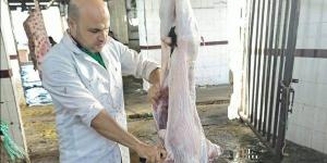 إعدام رأسين من الماشية المصابة بالسل بمجزر شطا في دمياط