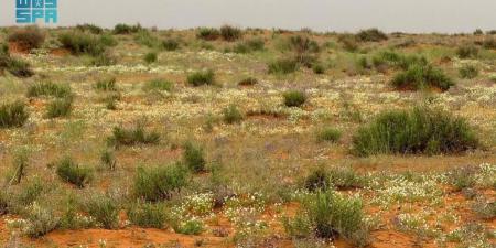 متنزه حلي البري بالقنفذة.. إعادة تأهيل نوعية تعيد تشكيل المشهد البيئي وتعزز جودة الحياة - ترند نيوز