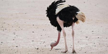 جولة الحياة البرية في الحجر بالعلا.. رحلة يكتشف من خلالها الزائر تناغم الطبيعة والحياة الفطرية - ترند نيوز