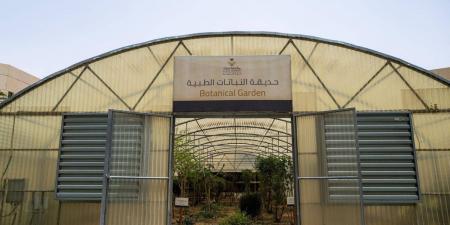 حديقة النباتات الطبية بجامعة نجران.. مبادرة تعزز التعليم والبحث العلمي - ترند نيوز