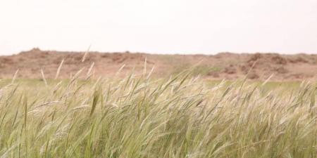 «سافانا الصحراء».. الصمعاء ترسم ملامح الحياة المتجددة وتعكس ثراء الغطاء النباتي - ترند نيوز