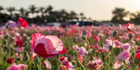 «الديدحان» يلون  صحاري الجوف بالأحمر ويعزز جاذبية الربيع الطبيعي - ترند نيوز