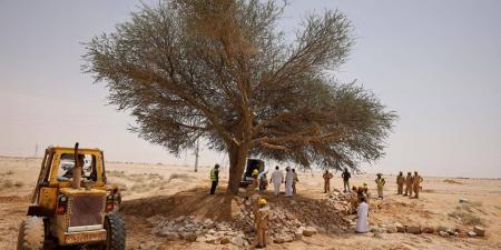 مركز «الغطاء النباتي» يعيد تأهيل شجرة طلح معمرة في الدوادمي - ترند نيوز