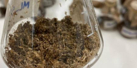 علماء «كاوست» يدرسون تطوير إنزيمات قادرة على تحليل البلاستيك - ترند نيوز