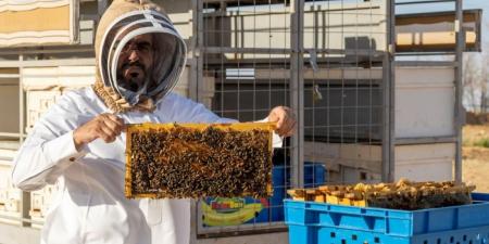 منتجو العسل في الجوف
يبدؤون مواسم الإنتاج بعسل «الحمضيات» - ترند نيوز