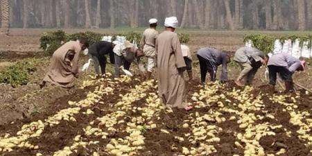 الزراعة: تحالف بين 3 جهات لإطلاق خطة لتسويق تقاوي البطاطس المحلية