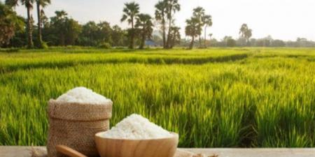 تعرف على سعر كيلو الأرز اليوم