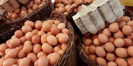 سعر كرتونة البيض اليوم الأربعاء في بورصة الدواجن