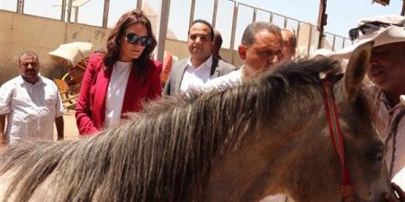 منظومة جديدة في الأهرامات، ماذا يعني تركيب "الميكروتشيب" للخيول والجمال؟