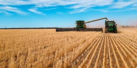 السعودية تطرح مناقصة لاستيراد 535 ألف طن قمح