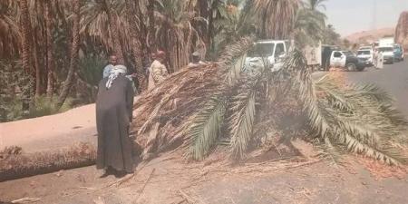 سقوط نخلة على الطريق الزراعي بأسوان وتعطل الحركة المرورية (صور)