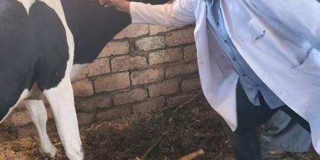 تحصين 146 ألفًا رأس ماشية ضمن الحملة القومية ضد الحمى القلاعية وحمى الوادي المتصدع