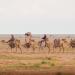 مسميات الإبل .. أرث لغوي يوثق مراحل نموها في الموروث العربي - ترند نيوز