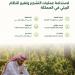 6 مبادئ رئيسة لاستدامة عمليات التشجير وتغيير النظام البيئي في المملكة - ترند نيوز