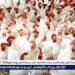 هل ترتفع أسعار الدواجن مع دخول الشتاء؟.. ثروت الزيني يُجيب