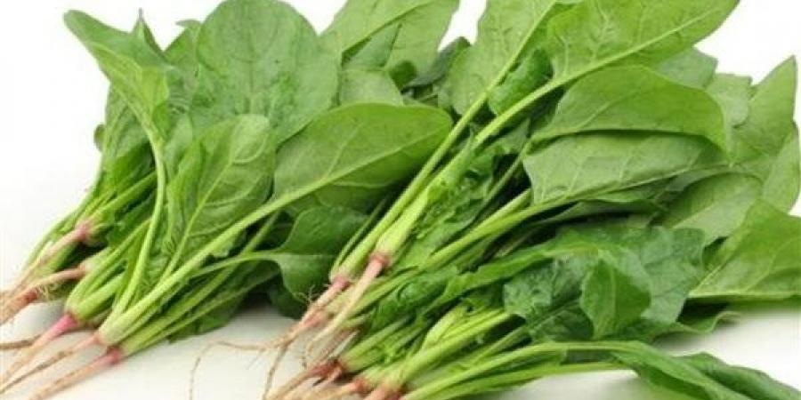 فوائد
      السبانخ،
      مهمة
      لصحة
      الكبار
      والصغار
      ولكن
      يجب
      تناولها
      بشروط