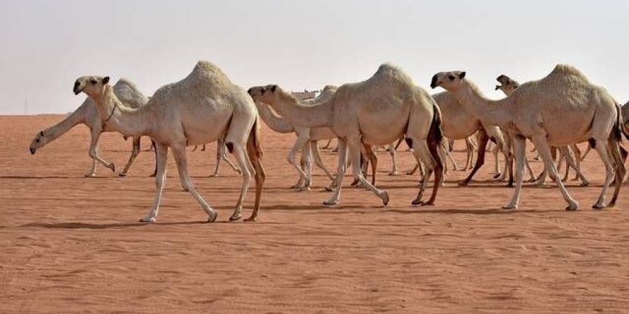 "البيئة":
      30
      يوماً
      تفصل
      أصحاب
      الإبل
      عن
      انتهاء
      المهلة
      المجانية
      لترقيم
      إبلهم