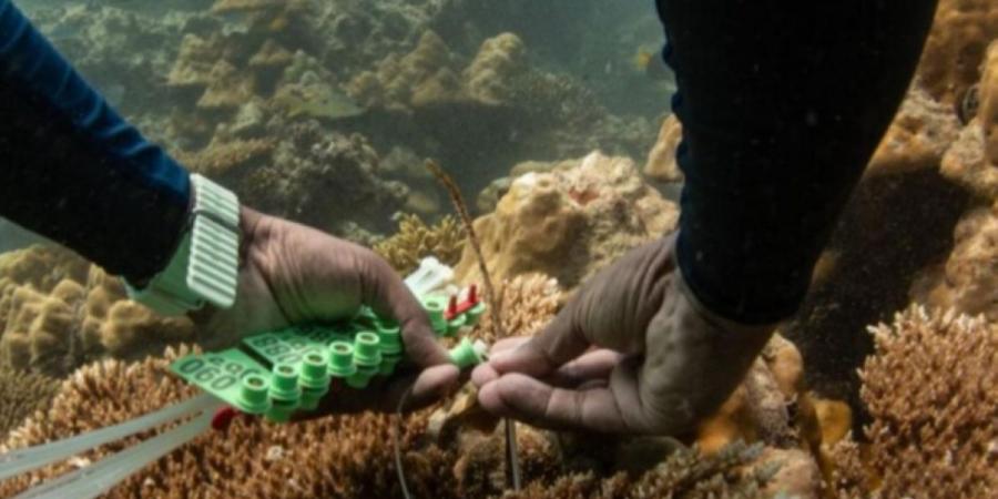 كيف أصبحت الشعاب المرجانية كنزا دوائيا؟ - ترند نيوز