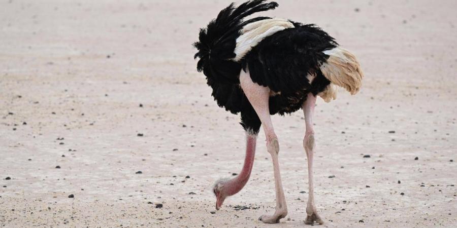 جولة الحياة البرية في الحجر بالعلا.. رحلة يكتشف من خلالها الزائر تناغم الطبيعة والحياة الفطرية - ترند نيوز