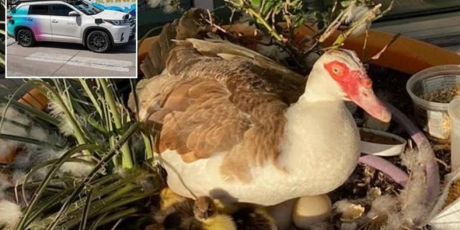 دهس سيارة ذاتية القيادة لبطة يثير جدلاً في أمريكا