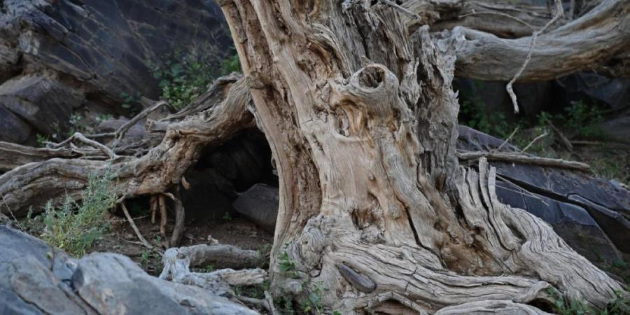 قرية الأراك بالعلا.. ارتباط تاريخي بزراعة شجر الأراك وإنتاج السواك - ترند نيوز